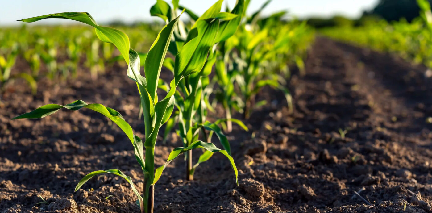 Importanța tratamentului semințelor pentru o cultură sănătoasă și productivă