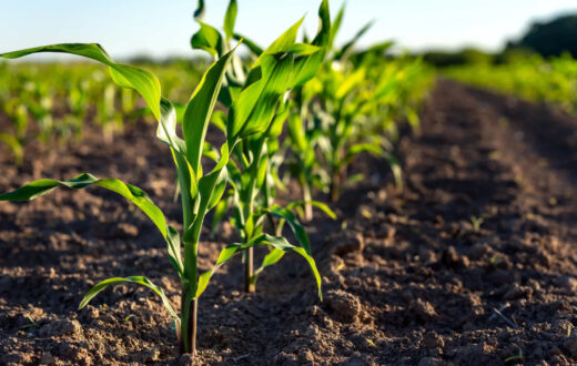 Importanța tratamentului semințelor pentru o cultură sănătoasă și productivă